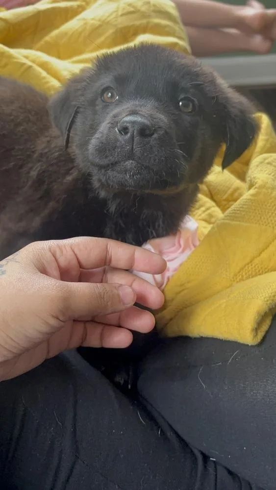 Clifford thumbnail 3