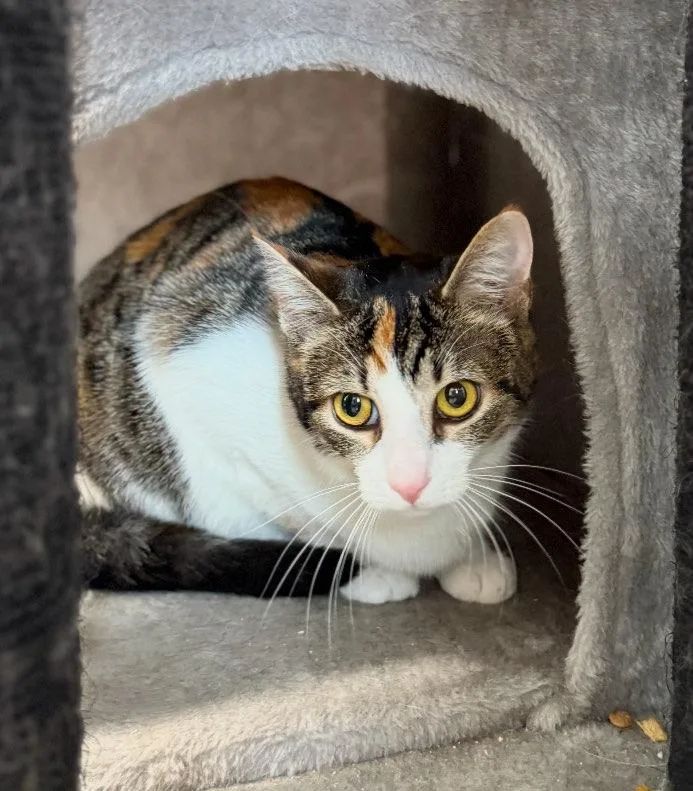 A young small-sized female Domestic Short Hair cat named Mia for adoption in Cortland, OH