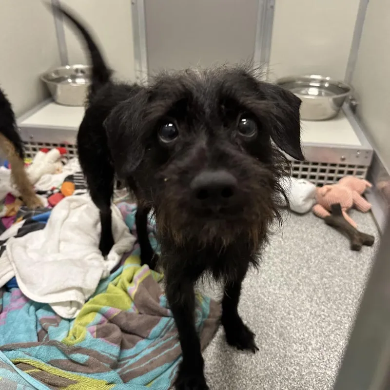 An adult small-sized male Black Mixed Breed dog named Hollandaise for adoption in Hinsdale, IL