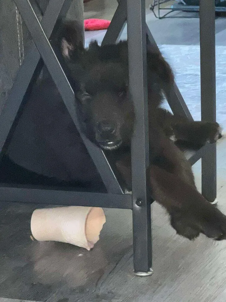 Wild Things Lynx Located