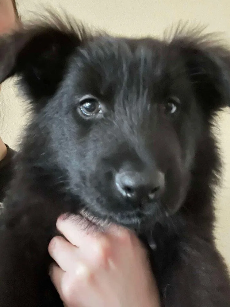 Bodin Fka Wild Things thumbnail 2