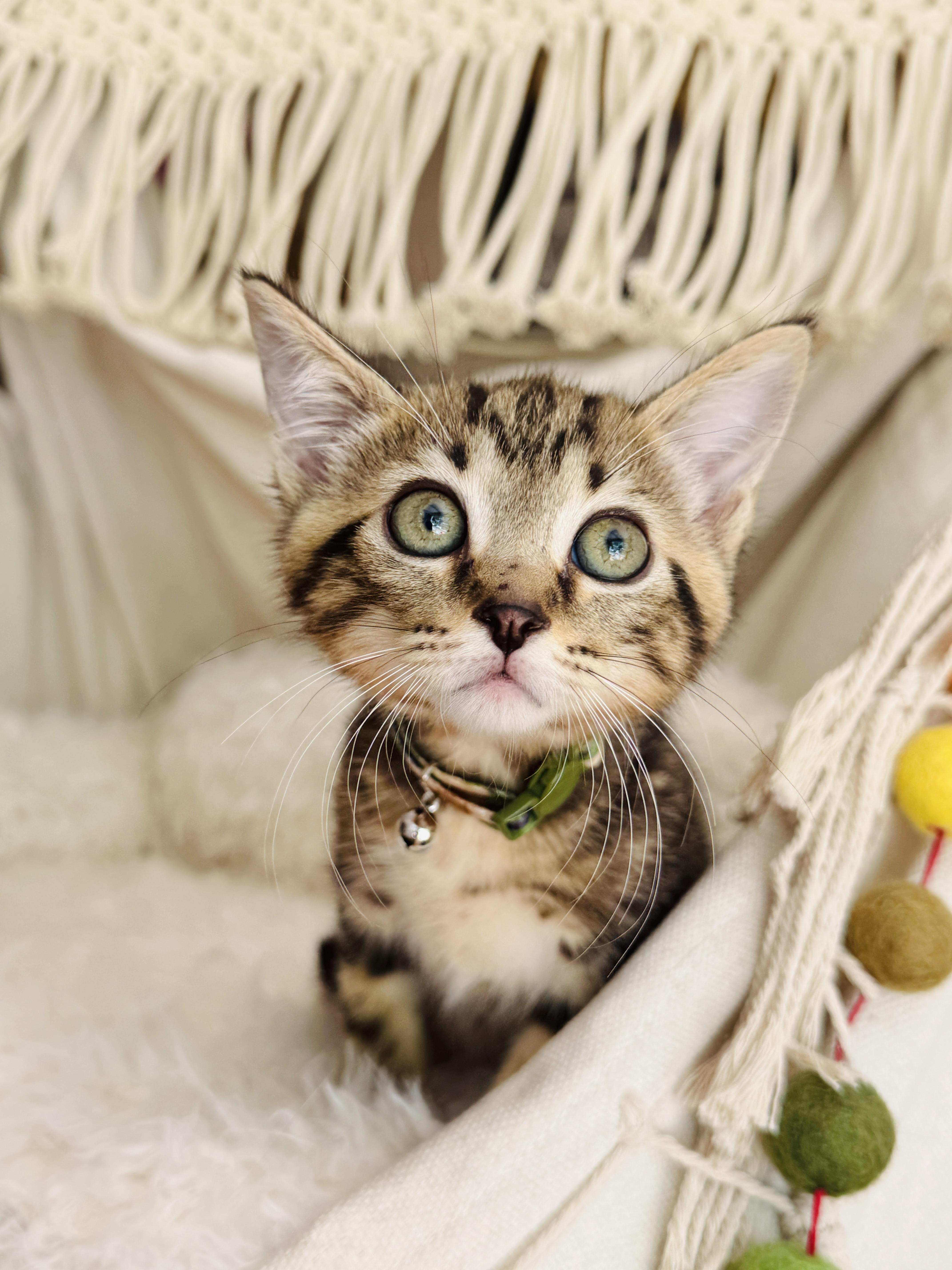 A baby medium-sized male Domestic Short Hair cat named Ziggee for adoption in Keller, TX