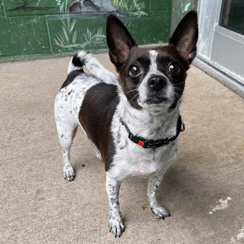 An adult small-sized female Black Mixed Breed dog named Princess Oreo for adoption in Fairport, NY