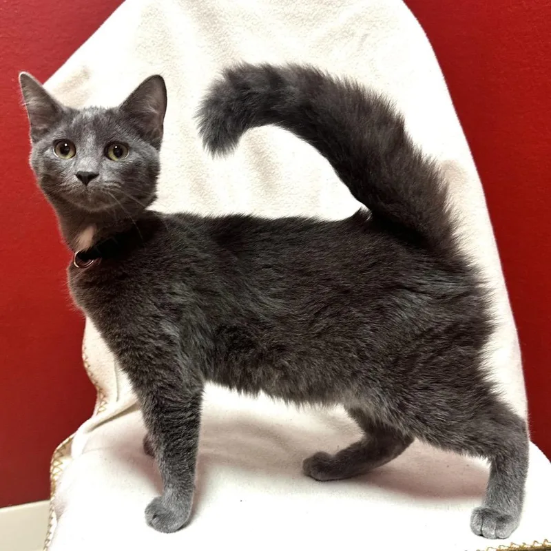 A baby small-sized female Gray / Blue / Silver Domestic Short Hair cat named Wonder Q for adoption in Union, MO