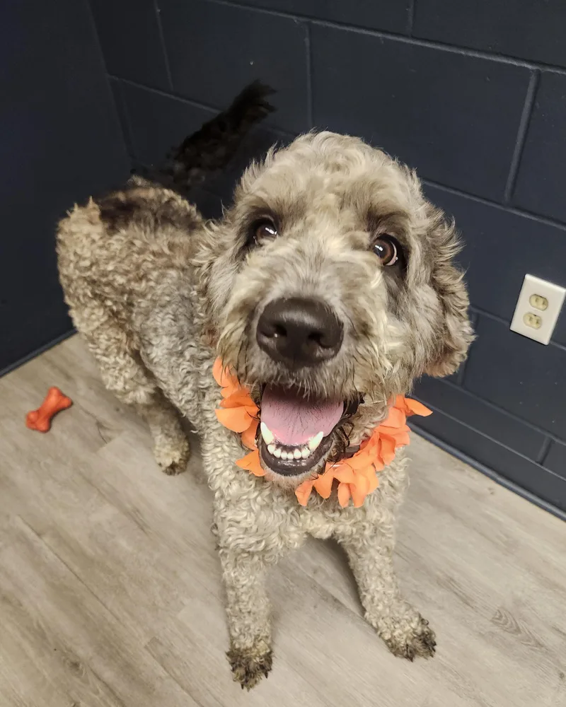 A young large-sized female Black Labradoodle dog named Zika for adoption in Mansfield, OH