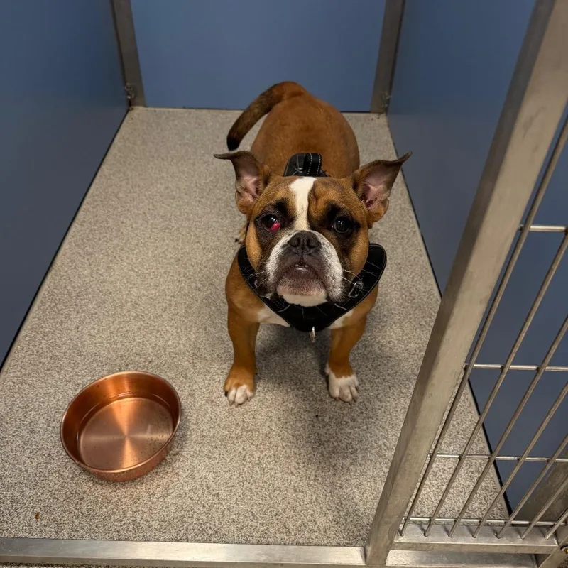 A young medium-sized female Yellow / Tan / Blond / Fawn English Bulldog dog named Bella for adoption in Englewood, FL