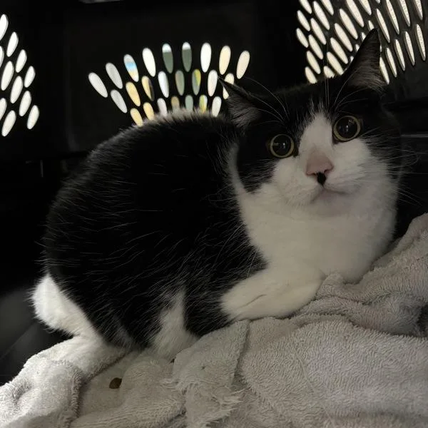 An adult medium-sized female Domestic Short Hair cat named Carlita for adoption in Des Moines, IA