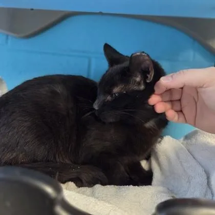 Blackjack thumbnail 2