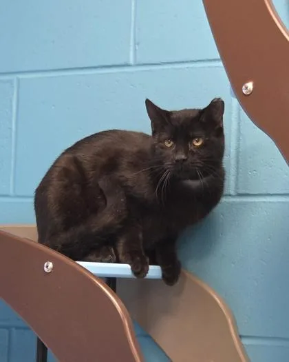 Blackjack thumbnail 3