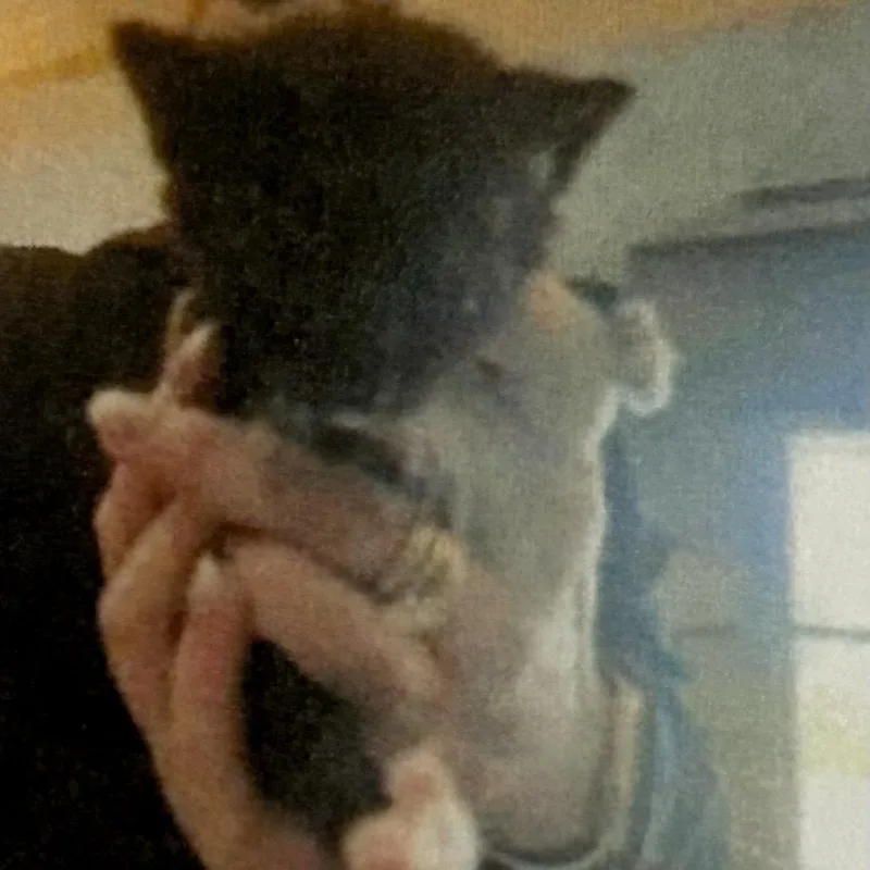 A baby small-sized male Black Domestic Short Hair cat named Bayou for adoption in Brevard, NC