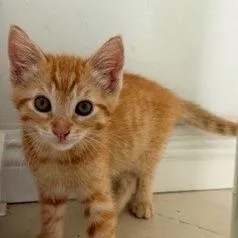 Butterscotch thumbnail 2