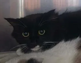 An adult medium-sized male Domestic Long Hair cat named Isaiah for adoption in Homer, AK