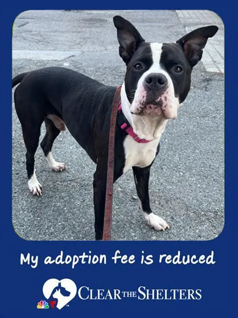 An adult medium-sized male Pit Bull Terrier dog named Scrappy for adoption in Brewster, MA