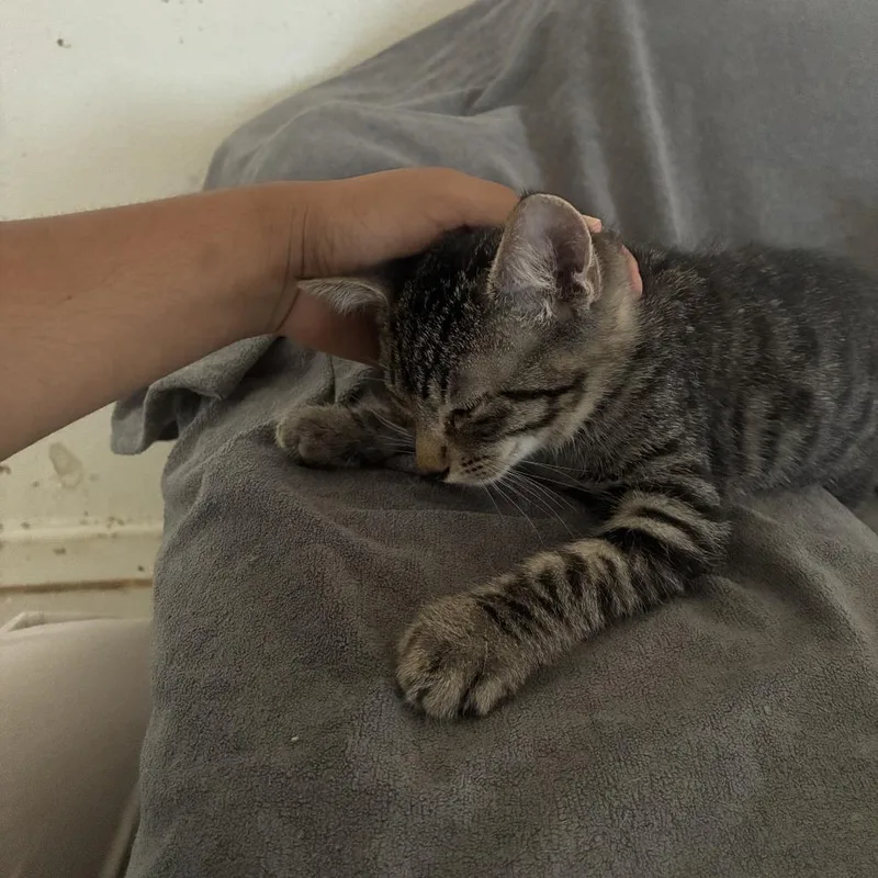 A baby small-sized male Brown / Chocolate Domestic Short Hair cat named Taco for adoption in Redwood City, CA
