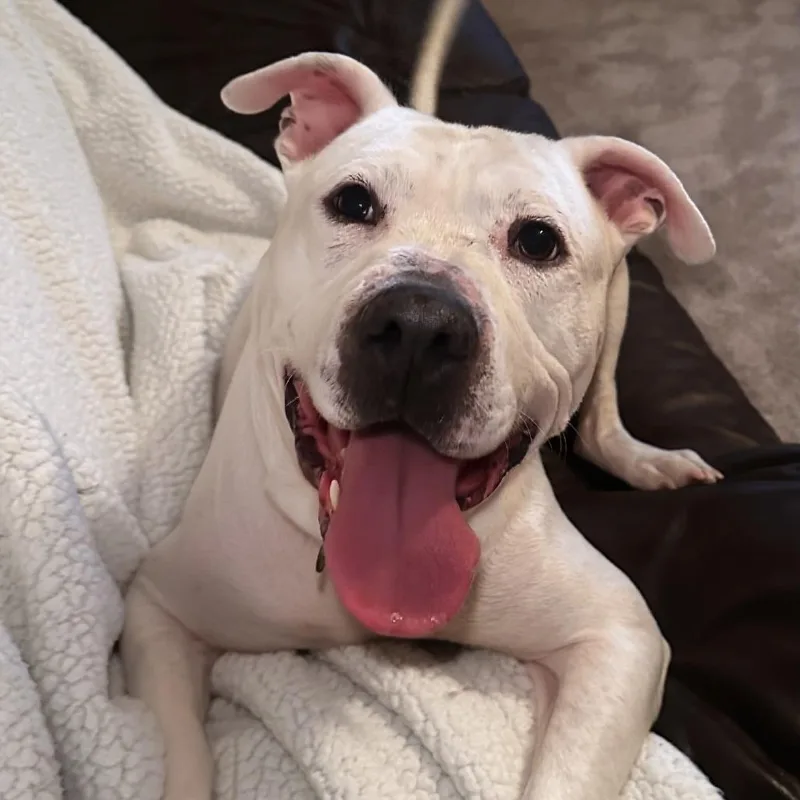 Biscuit