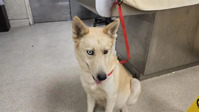 A young medium-sized female Siberian Husky dog named Cutie Pie for adoption in Riverside, CA