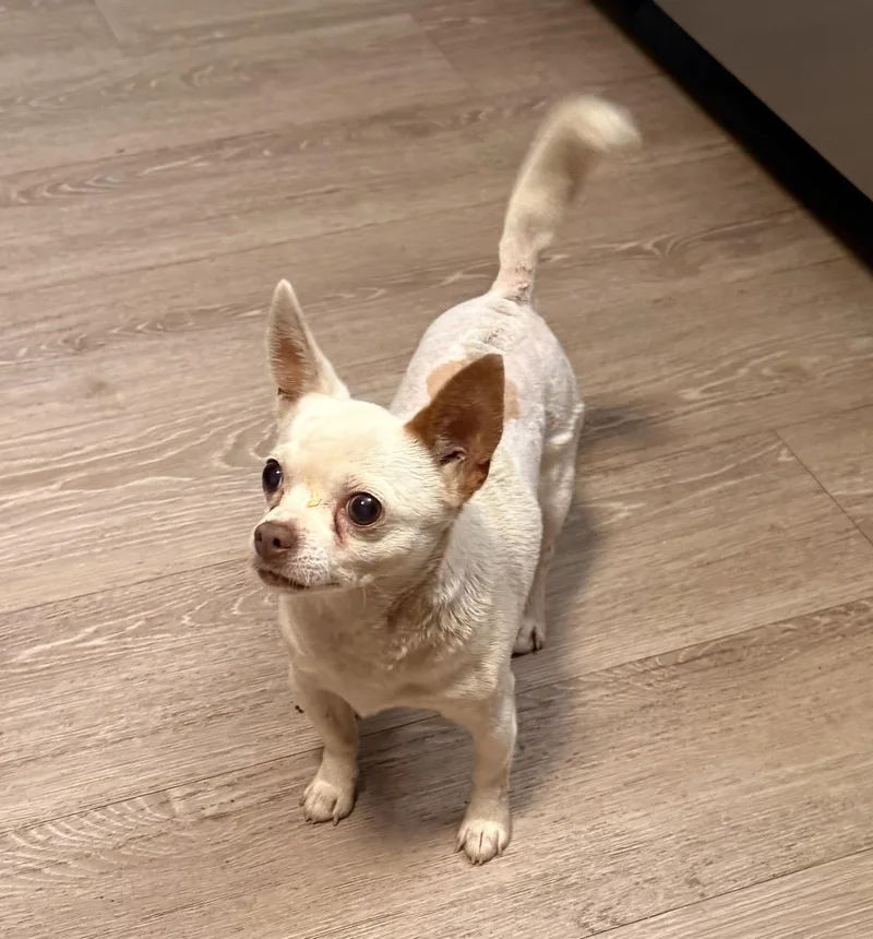An adult small-sized male Chihuahua dog named Biscuit for adoption in Charlotte, NC