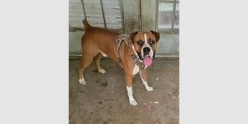 An adult medium-sized male Boxer dog named Blue Ii for adoption in Hewitt, TX