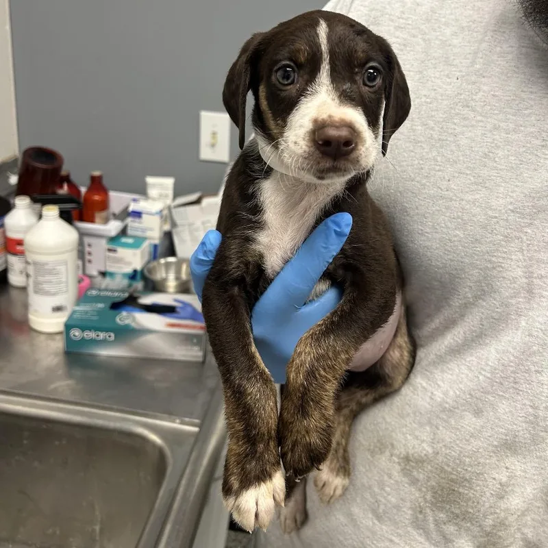 A baby small-sized female Black Labrador Retriever dog named Amy for adoption in Birmingham, AL