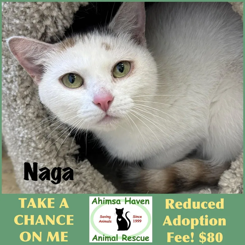 A senior medium-sized female White Domestic Short Hair cat named Naga for adoption in Winchendon, MA