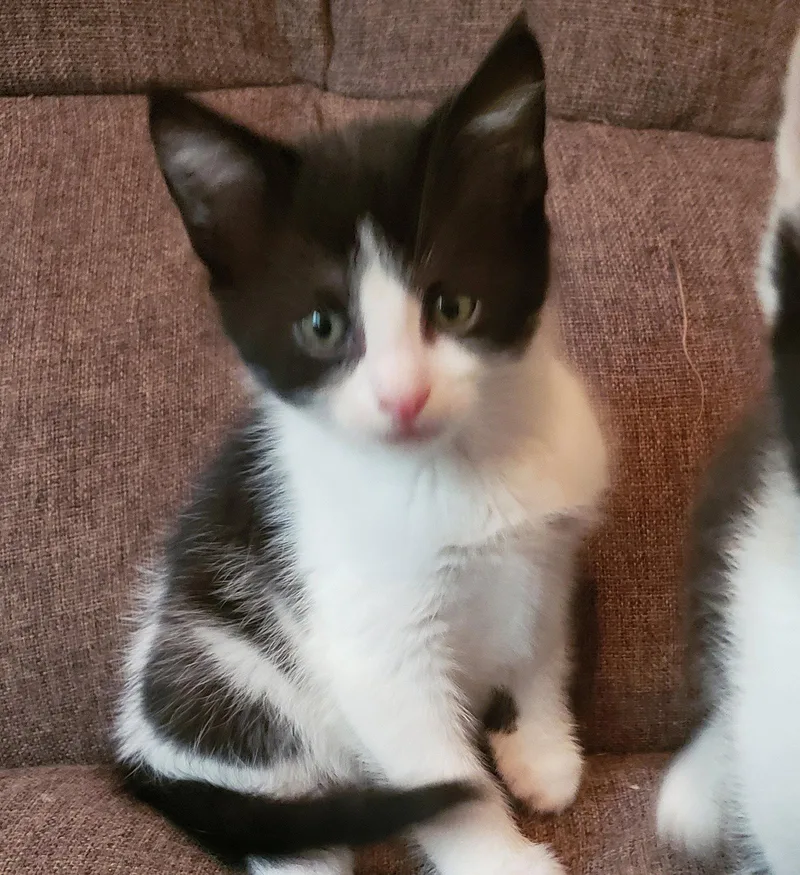 A baby medium-sized female Black & White / Tuxedo Domestic Medium Hair cat named Quinn for adoption in Cuyahoga Falls, OH