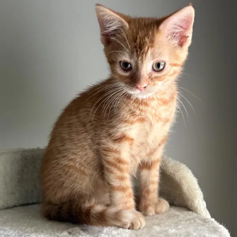 A baby small-sized female Orange / Red Extra-Toes Cat / Hemingway Polydactyl cat named Papaya for adoption in Peachtree City, GA