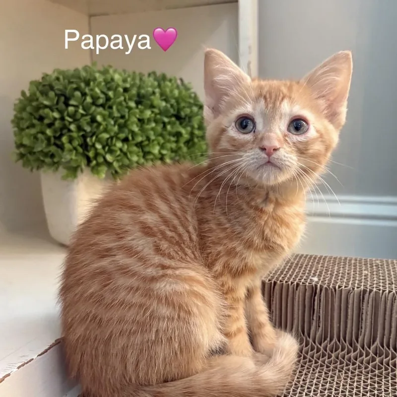 Papaya thumbnail 2