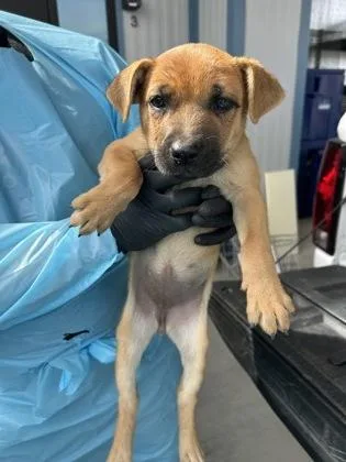 A baby small-sized female German Shepherd Dog dog named Owlivia for adoption in Fresno, CA