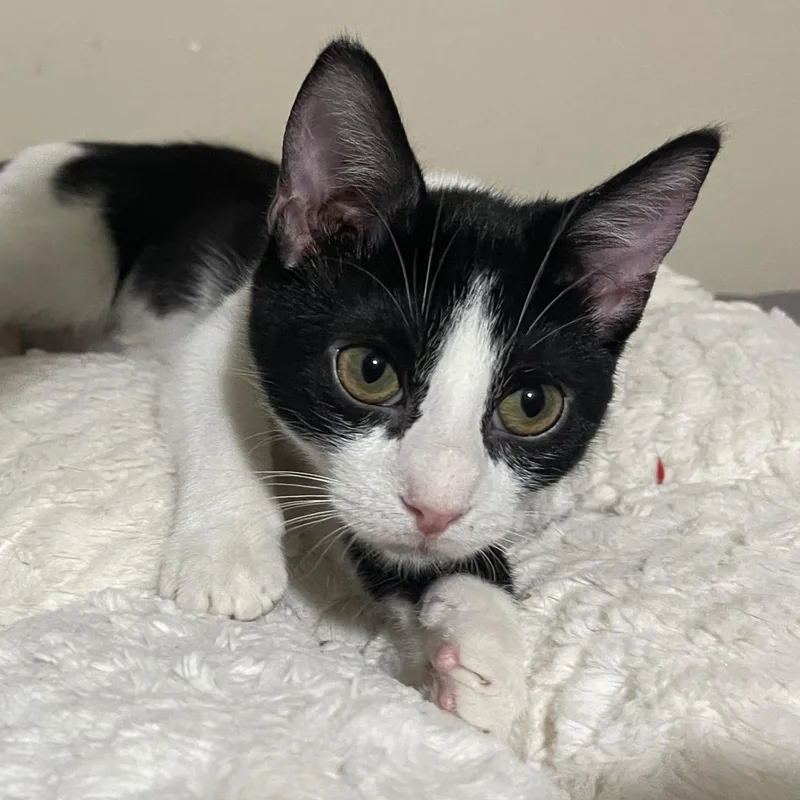 A baby small-sized female Black & White / Tuxedo Domestic Short Hair cat named Strawberry for adoption in Liverpool, TX