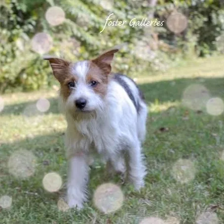 A baby small-sized male Jack Russell Terrier dog named Shaggy for adoption in Spring Hill, TN