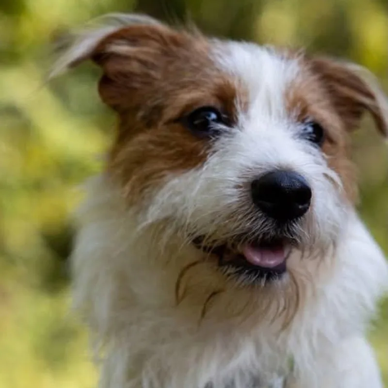 Shaggy thumbnail 3
