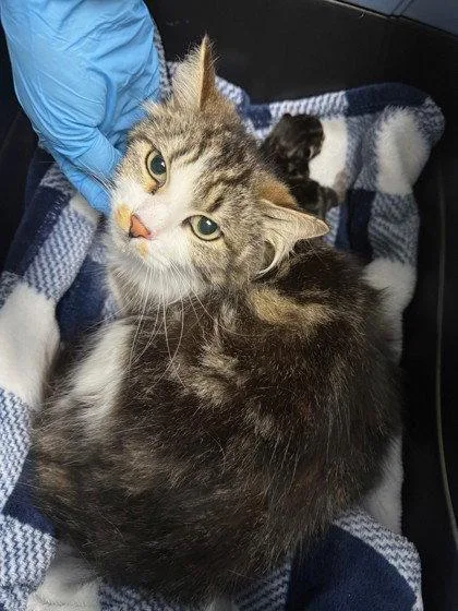 A young large-sized female Brown / Chocolate Domestic Medium Hair cat named Eva for adoption in Oakland, CA
