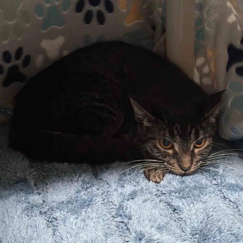 A young small-sized female Domestic Short Hair cat named Maizie for adoption in Carrollton, OH