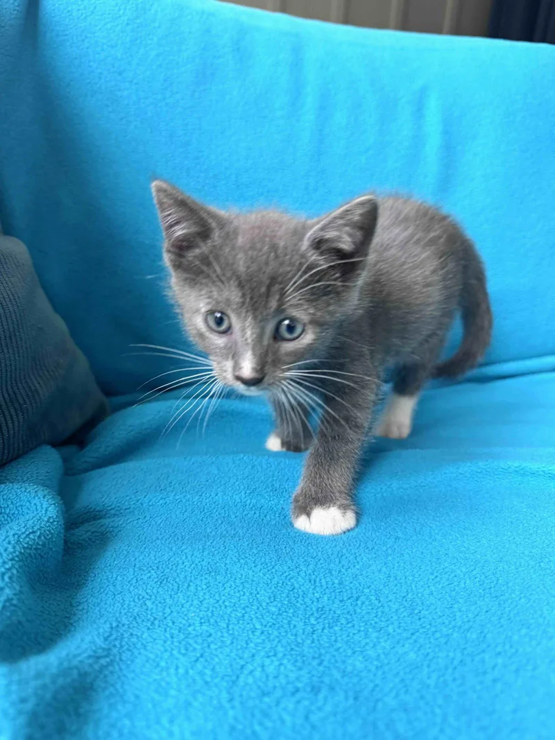 A baby medium-sized male Gray & White Domestic Short Hair cat named Sprite for adoption in Buford, GA