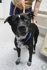 An adult medium-sized male Black Mastiff dog named Opie for adoption in Potsdam, NY