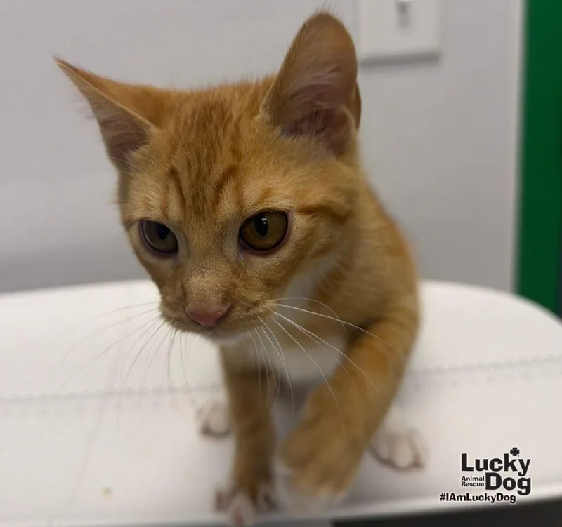 A baby medium-sized female Orange / Red Domestic Short Hair cat named Riley for adoption in Washington, DC