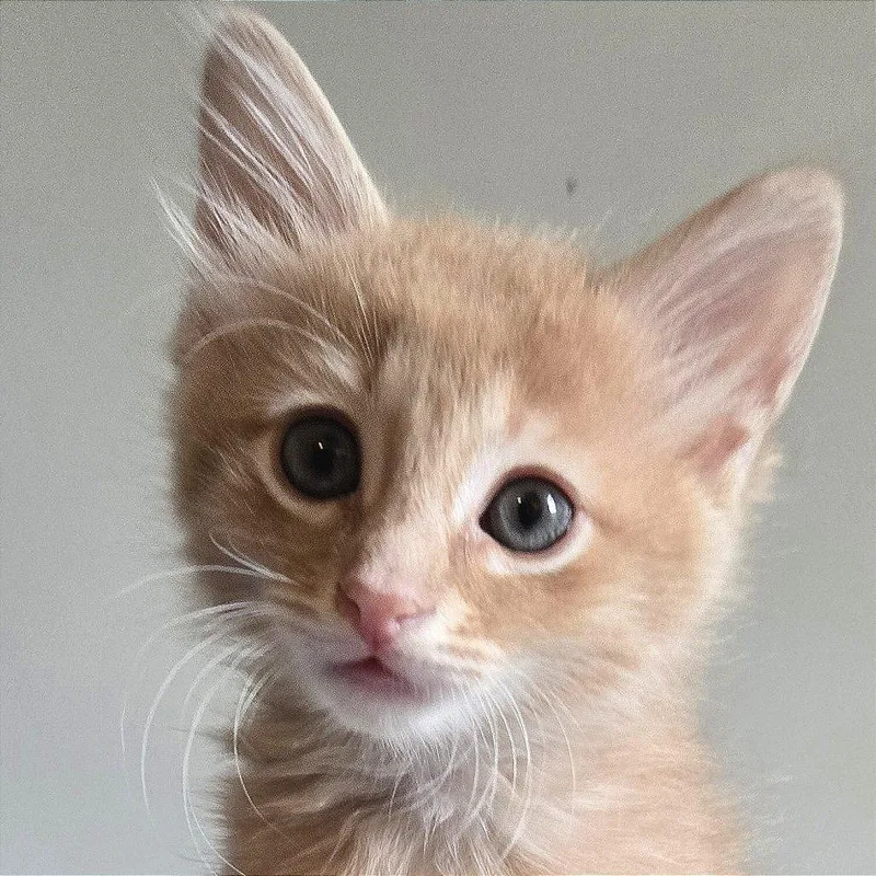 A baby small-sized male Domestic Short Hair cat named Gimli for adoption in Cumming, GA