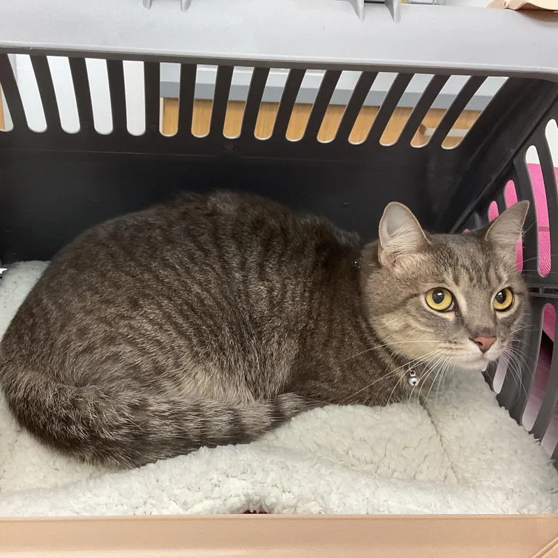 An adult medium-sized female Gray / Blue / Silver Domestic Short Hair cat named Chippi for adoption in Sarasota, FL