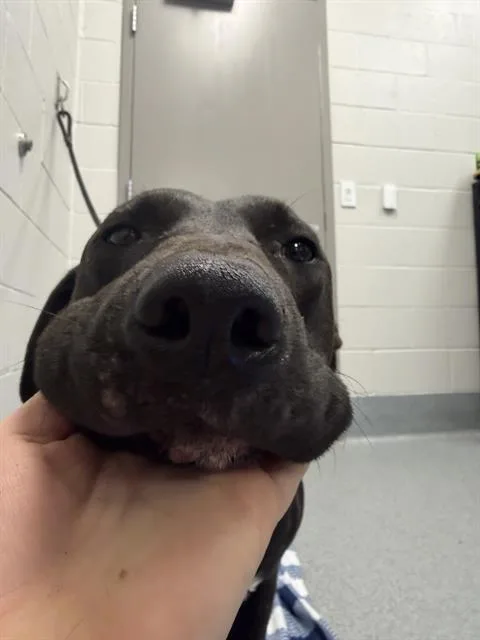 A young large-sized male Cane Corso dog named Gizmo for adoption in Indianapolis, IN