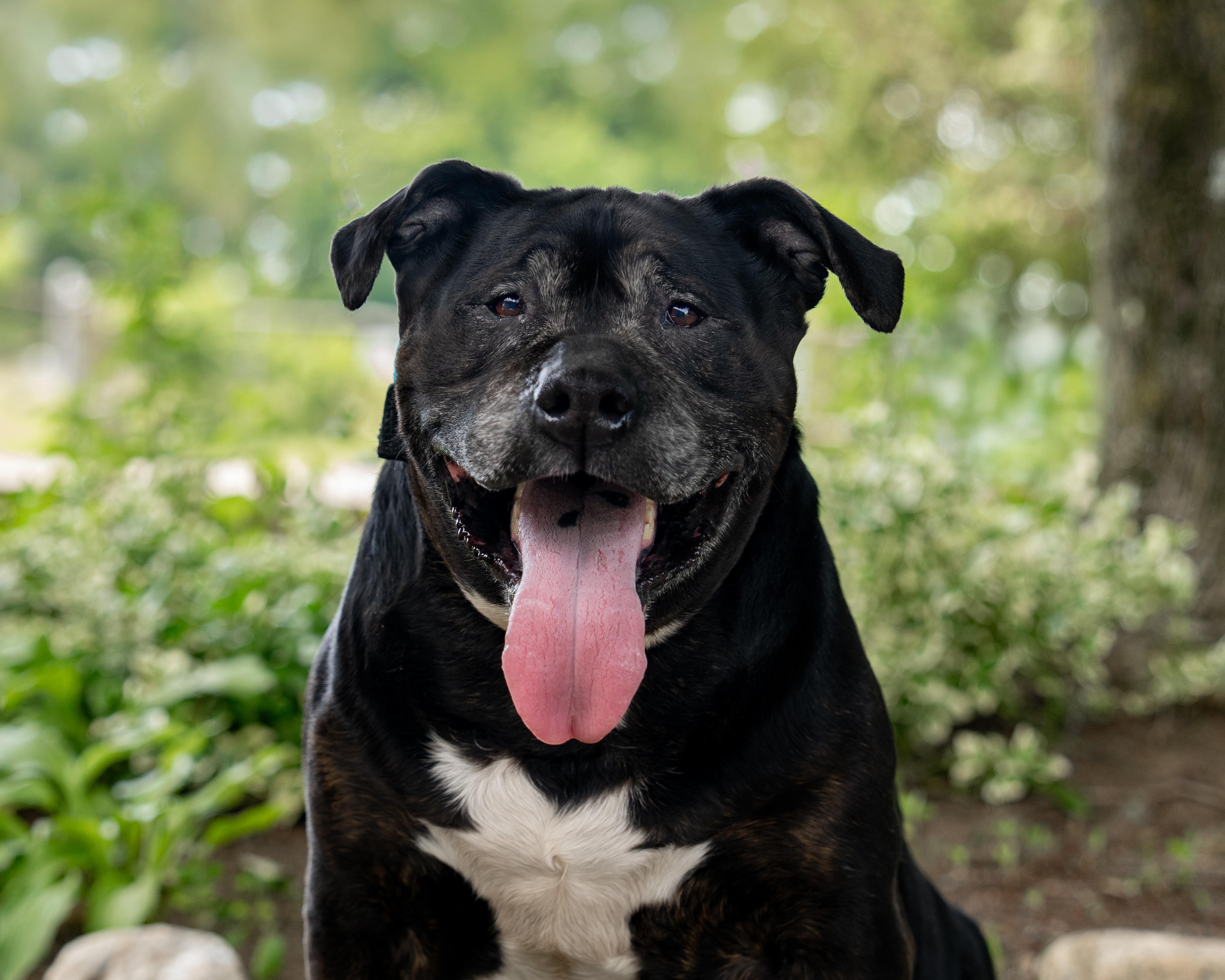 A senior large-sized male Black Labrador Retriever dog named Dale for adoption in Woodbridge, CT