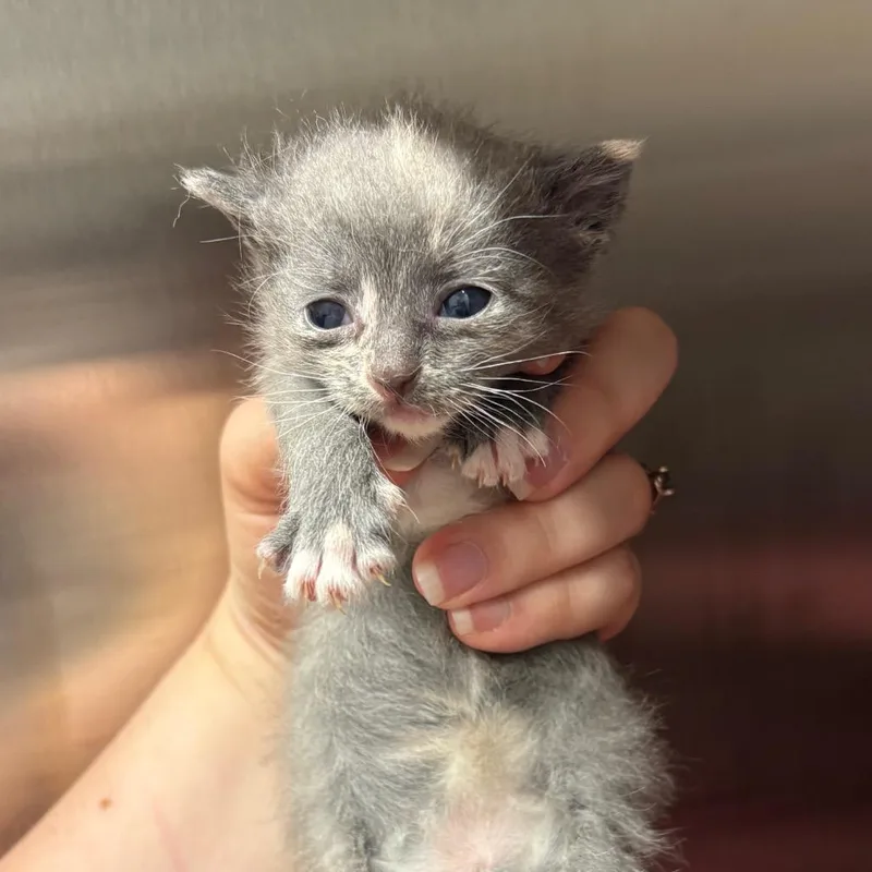 A baby small-sized female Gray / Blue / Silver Domestic Short Hair cat named Printer Ink for adoption in Morganton, NC