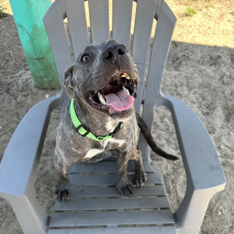A young medium-sized female Gray / Blue / Silver Mixed Breed dog named Sky for adoption in Newark, NJ