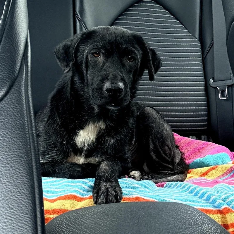 A senior medium-sized female Black Labrador Retriever dog named Beatrice for adoption in Bessemer, AL