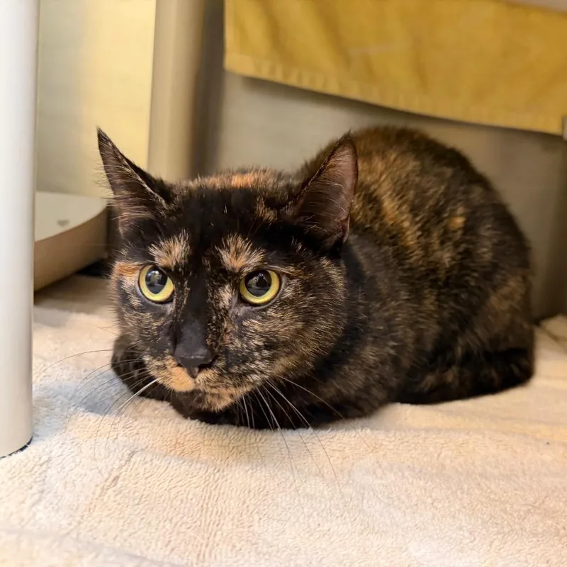 An adult medium-sized female Domestic Short Hair cat named "Empanada" for adoption in Perkiomenville, PA