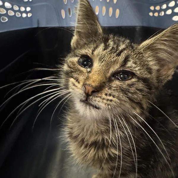 A baby small-sized female Domestic Medium Hair cat named Pella for adoption in Des Moines, IA