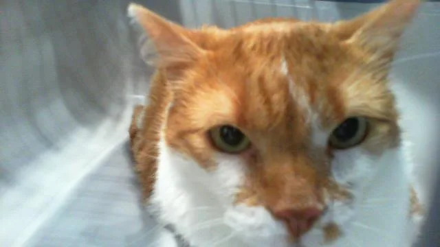 An adult medium-sized female Domestic Short Hair cat named Cami for adoption in Charlotte, NC