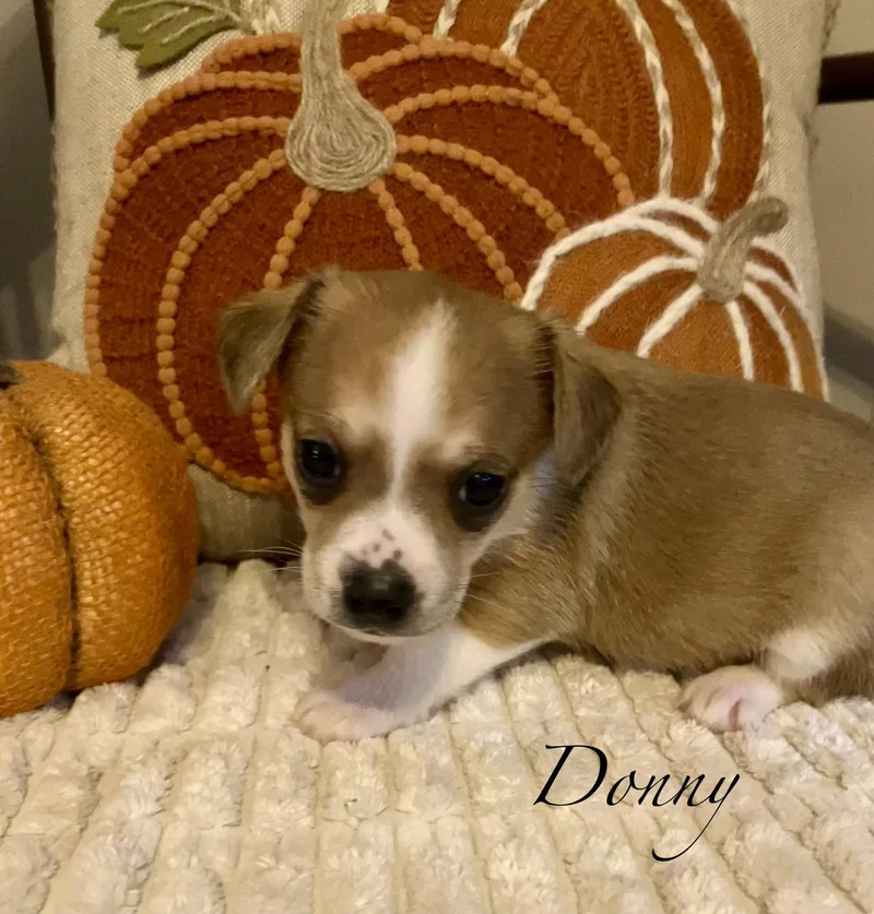 A baby small-sized male Brown / Chocolate Chiweenie dog named D litter Boys for adoption in Jacksonville, FL