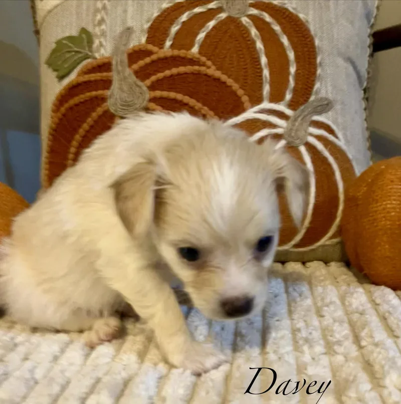D litter Boys thumbnail 3