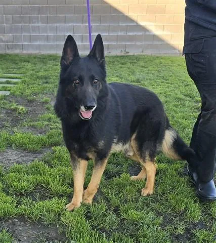 A senior large-sized male Bicolor German Shepherd Dog dog named Levi for adoption in Manteca, CA