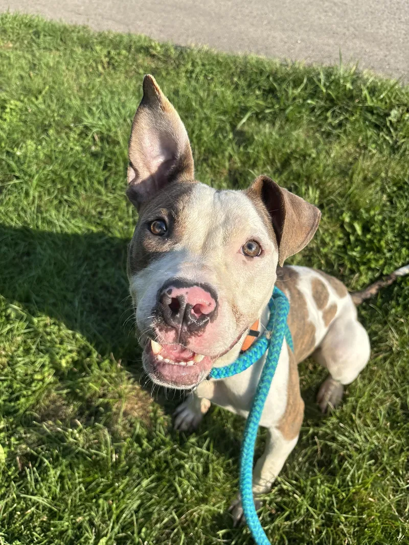 A baby medium-sized male Mixed Breed dog named Jax for adoption in Youngstown, OH